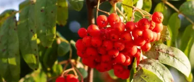 Fruittion