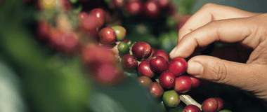Fruittion image