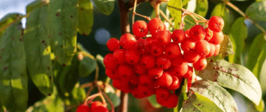 Fruittion