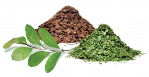 Erva Mate - América Latina aromas extratos e desidratados