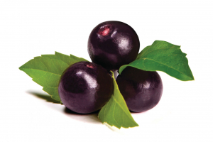 Maqui - América Latina aromas extratos e desidratados