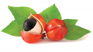 Guaraná - América Latina aromas extratos e desidratados