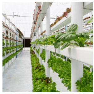 Tendência “High-tech Harvests” prevê expansão de fazendas verticais internas e mais inovações agrícolas até 2025. (Mintel)