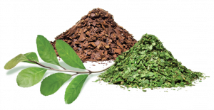 Erva Mate - América Latina aromas extratos e desidratados