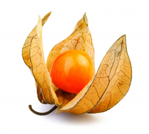 Physalis - América Latina aromas extratos e desidratados