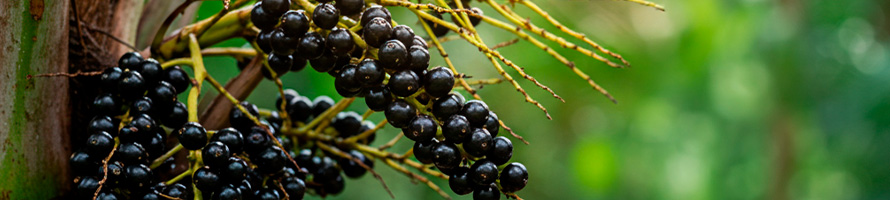 Frutos da palmeira juçara (Euterpe edulis).