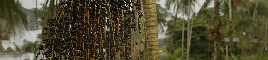 Frutos da palmeira juçara (Euterpe edulis).
