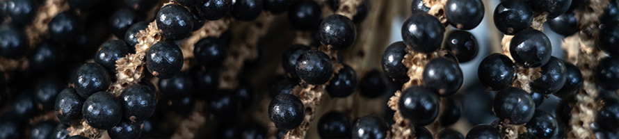 Frutos da jabuticabeira.