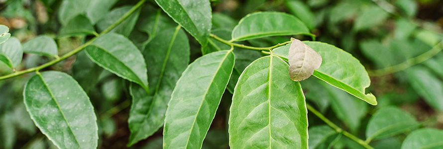 Folhas naturais de yerba mate.