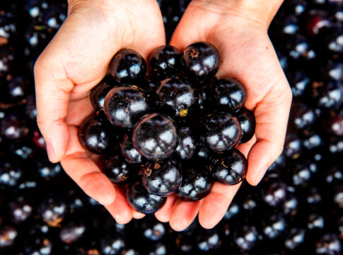 Hands holding freshly harvested jabuticaba