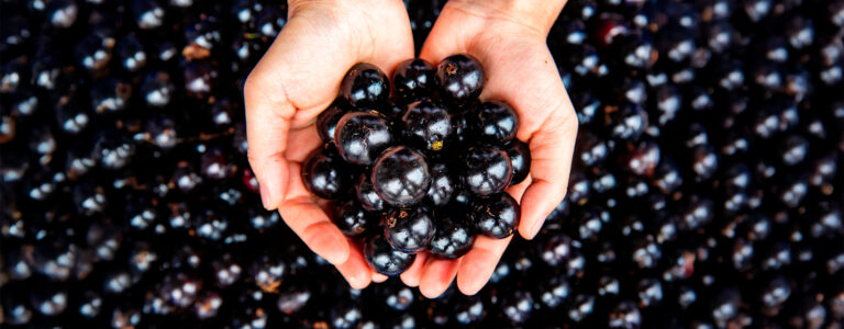 Jabuticaba: the Brazilian superfruit that inspires innovation in flavor, color and sustainability