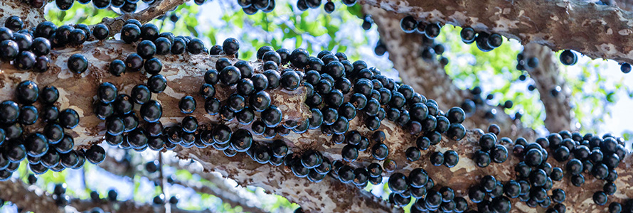 Jabuticabas frescas en el árbol